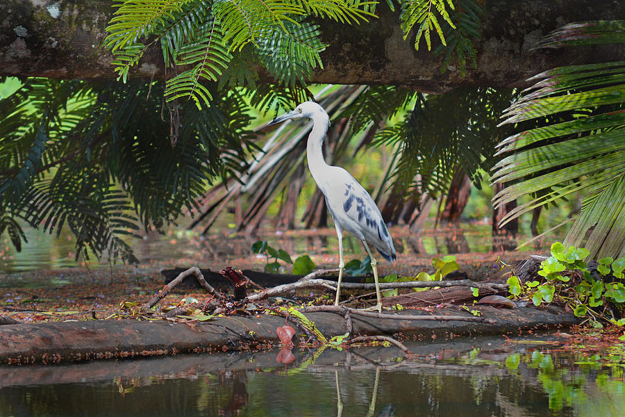 Blue Heron Tortuguero Costa Rica Photograph by Gary Keesler