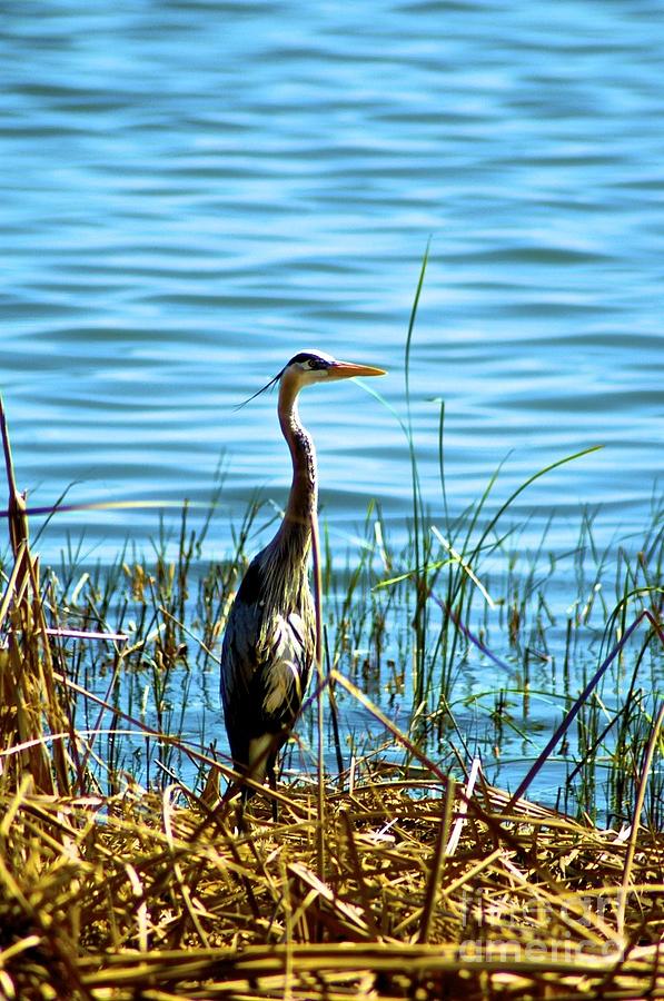 Blue Heron  Photograph by Tracy Rice Frame Of Mind