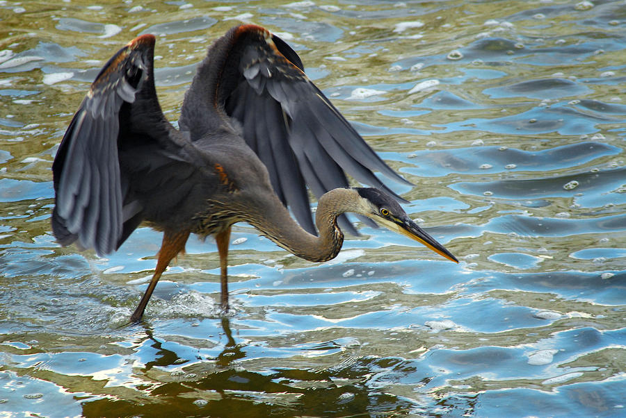 Blue Heron Photograph by Tracy Smith Blue Heron Photograph by Tracy Smith
