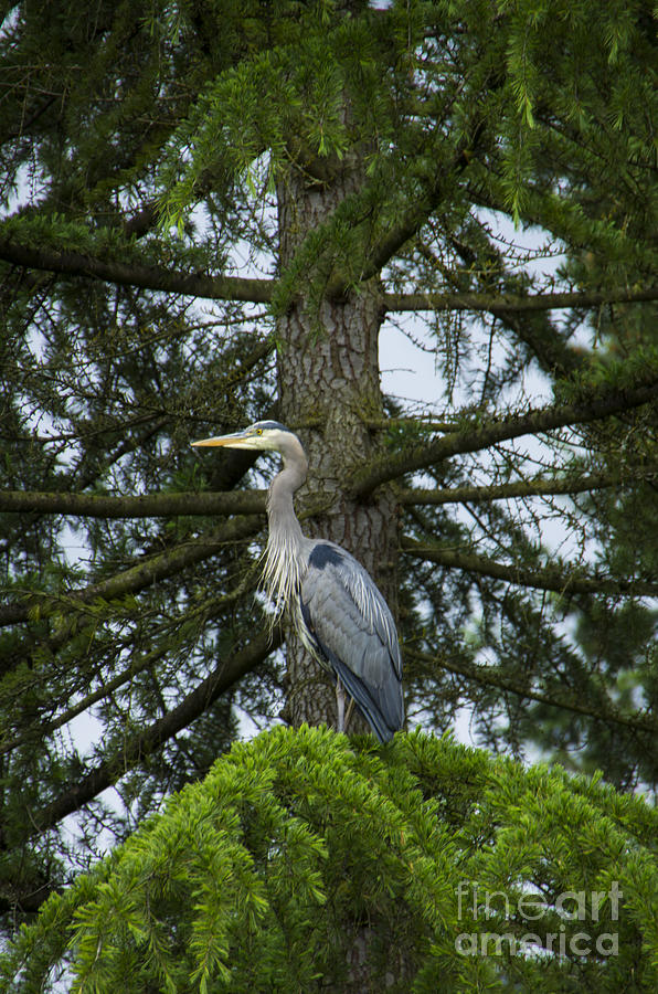 Blue Heron Tree  by Louise Magno