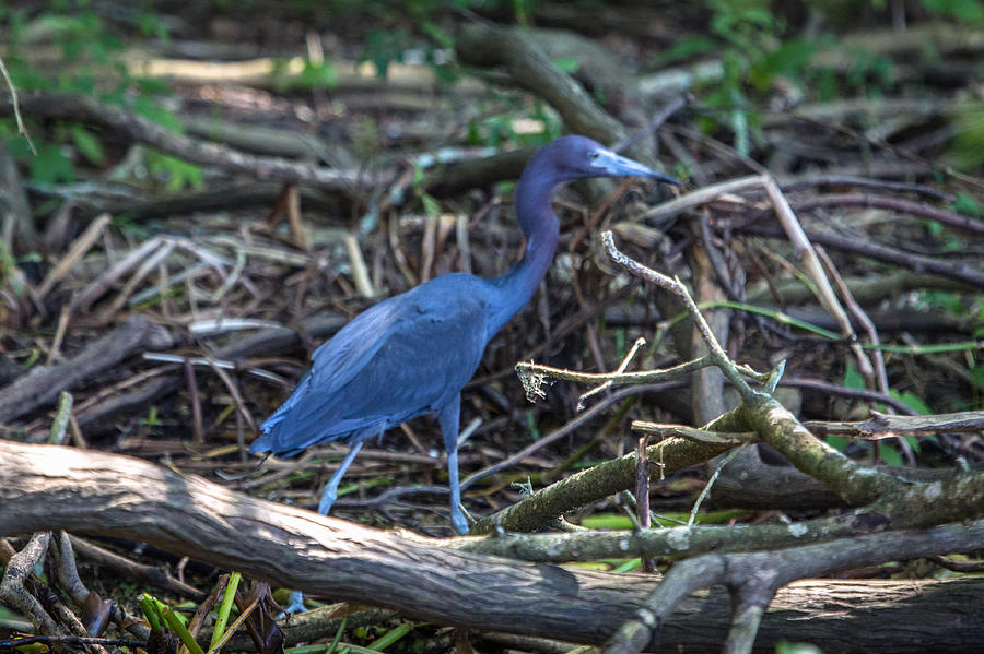 Little Blue Heron on the Banks of an Atchafalya Bayou Photograph by Gregory Daley  MPSA