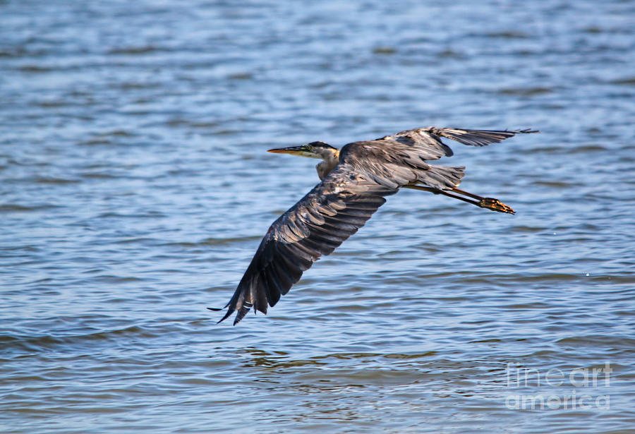 Heron Photograph - Blue Heron Water Flight by Cathy Beharriell