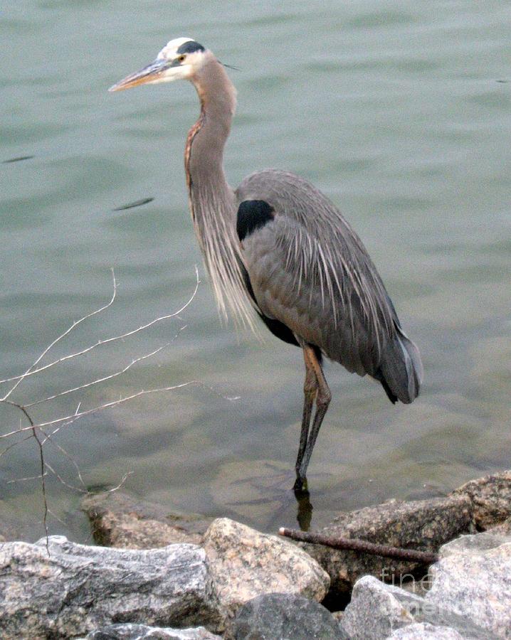 Blue Heron Photograph by Wendy Coulson