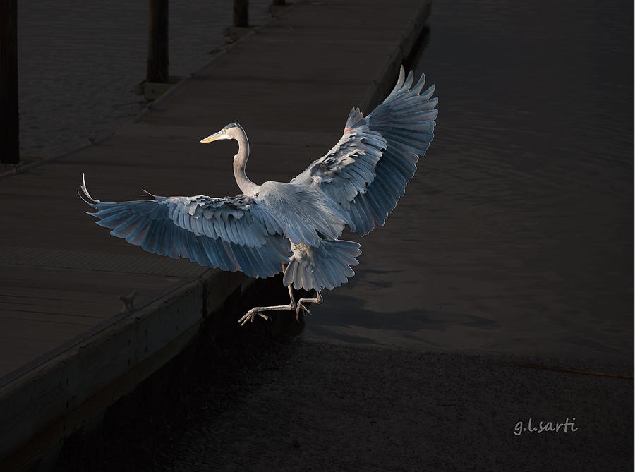 Blue Heron WIL 590 Photograph by Gordon Sarti