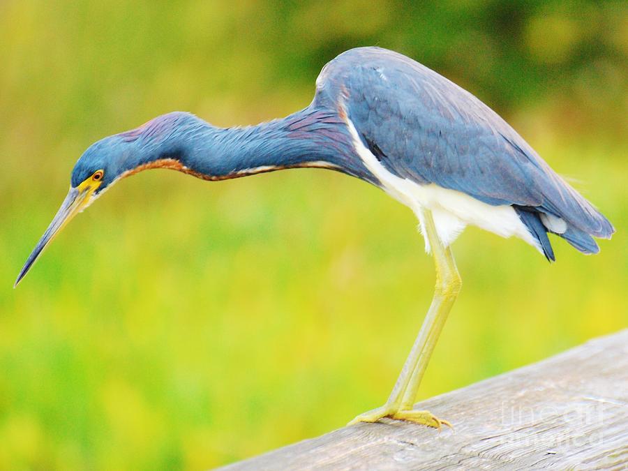 Blue Heron Photograph by William Wyckoff