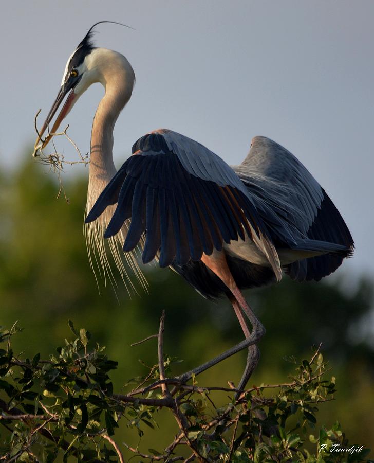 Nature Photograph - Blue Heron Wing Tips by Patricia Twardzik