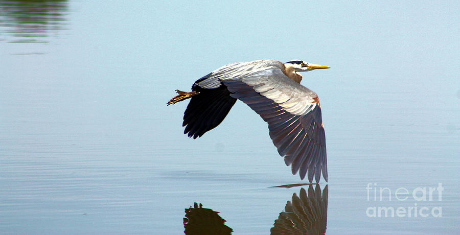 Blue Heron Winged Reflection Photograph by Nick Gustafson