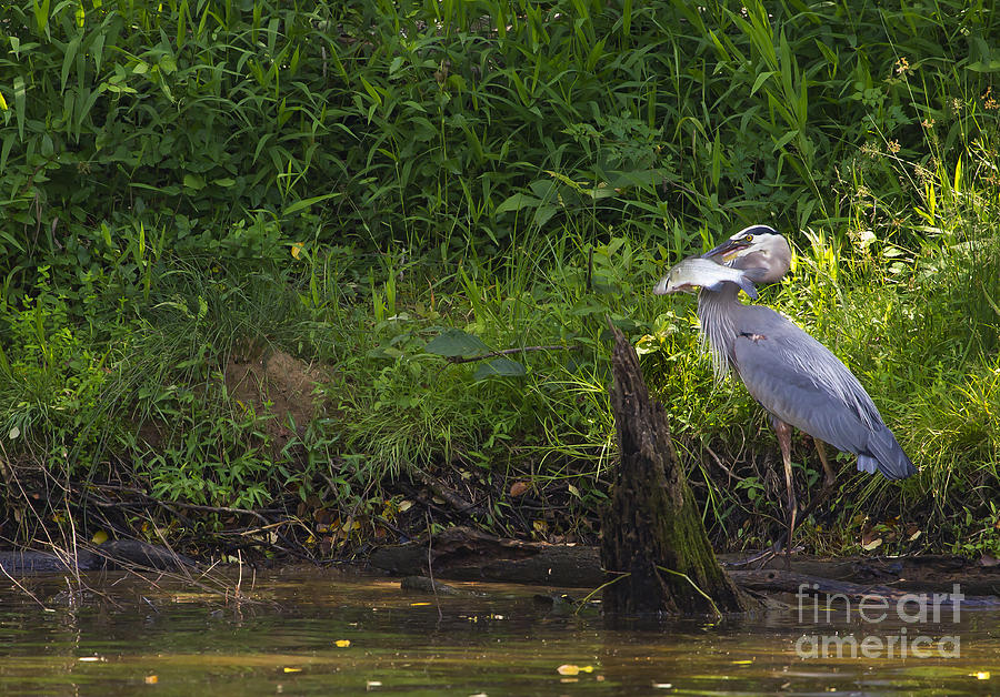Blue Heron With A Fish   #9480 Photograph by J L Woody Wooden