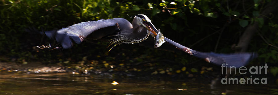 Blue Heron With A Fish  #9511 Photograph by J L Woody Wooden