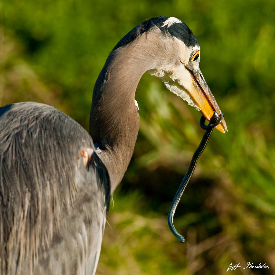 Blue Heron with a Snake in its Bill Photograph by Jeff Goulden