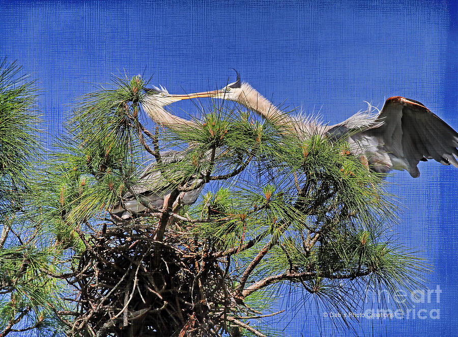 Wildlife Photograph - Blue Herons Kissing by Deborah Benoit