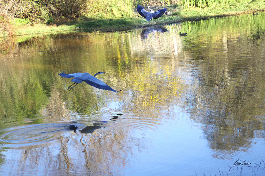 Heron Photograph - Blue Herons on Golden Pond by Diana Haronis