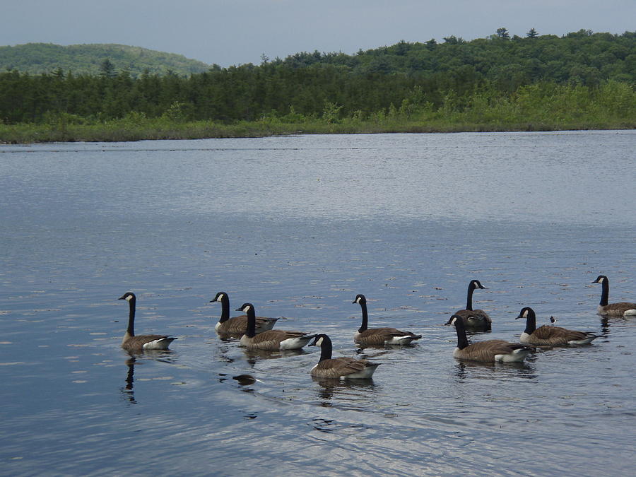 Blue Hills Geese Photograph by Robert Nickologianis
