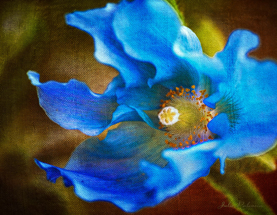 Poppy Photograph - Blue Himalayan Poppy by Julie Palencia