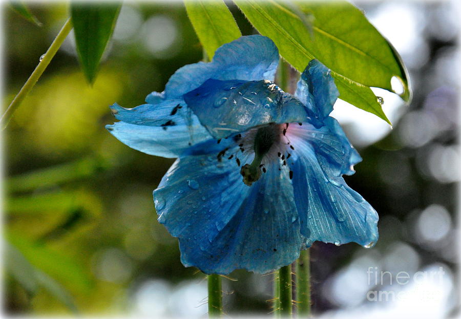 Poppy Photograph - Blue Himalayan Poppy by Tatyana Searcy