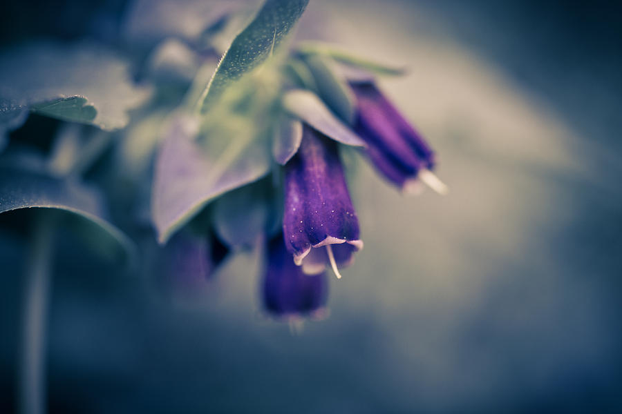 Deep Purple Photograph - Blue Honeywort Dream by Priya Ghose