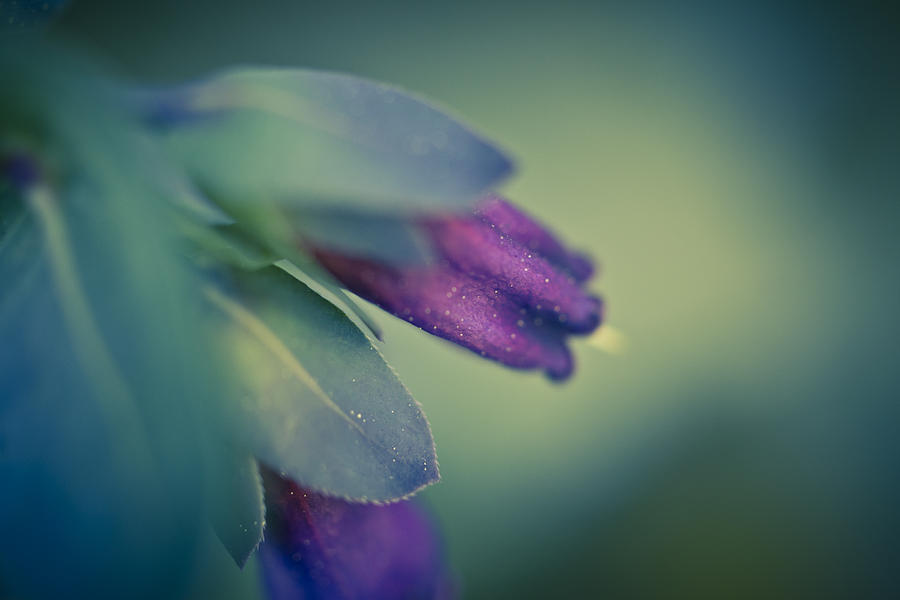 Deep Purple Photograph - Blue Honeywort by Priya Ghose