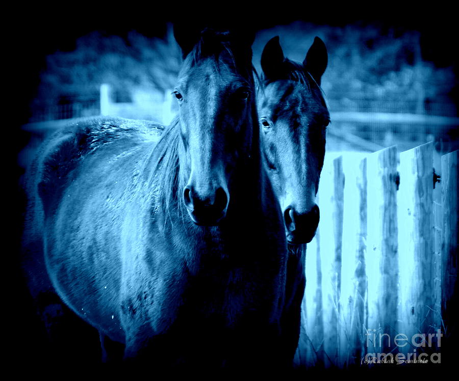Blue Horses Photograph by Rabiah Seminole