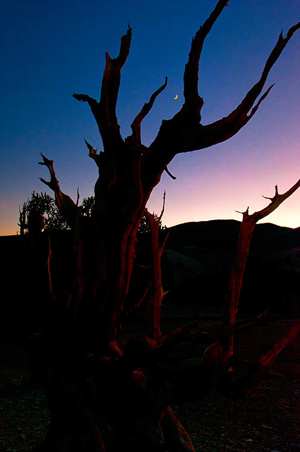 Blue Hour Bristlecone Photograph by Cat Connor