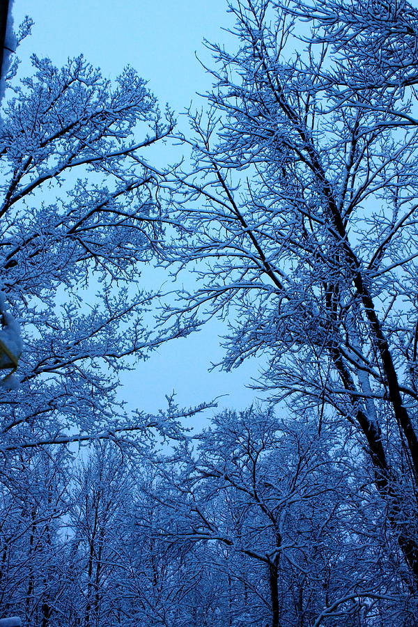 Blue Hour Snow Trees Photograph by PJQandFriends Photography