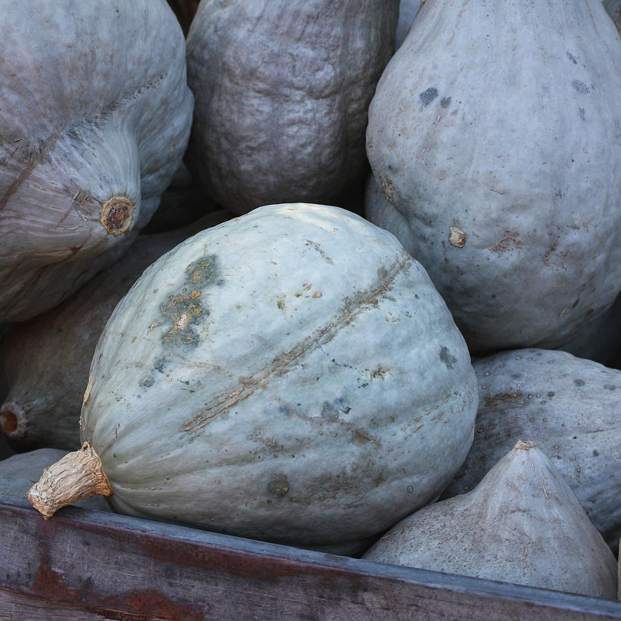 Blue Hubbard Squash Photograph by Art Block Collections