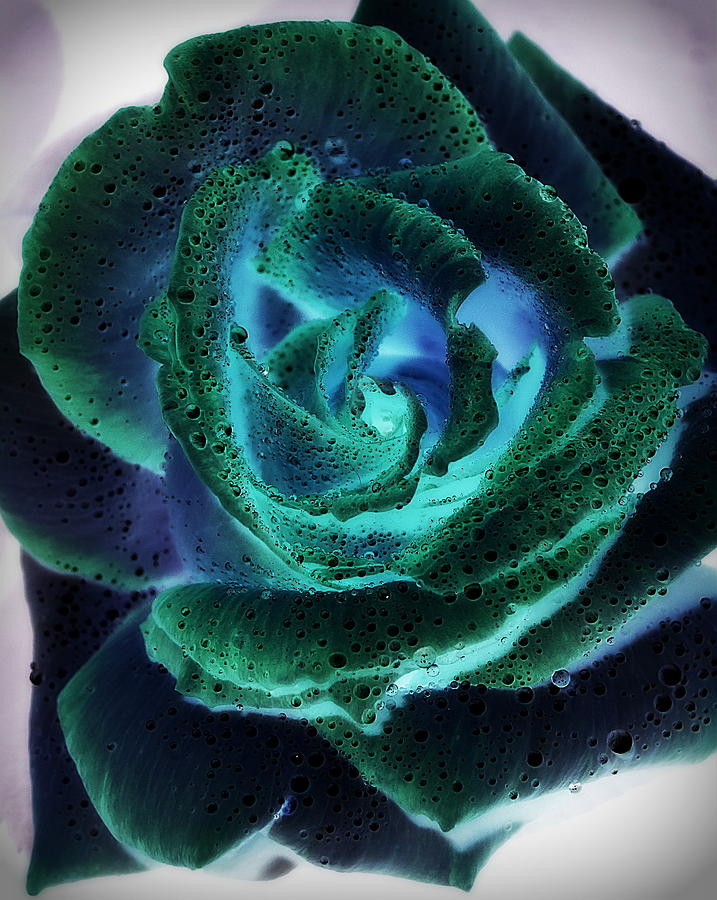 Blue Hues Rose Photograph