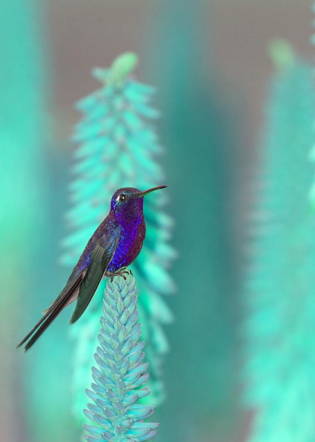 Blue Hummingbird Photograph by Christian Schroeder | Fine Art America