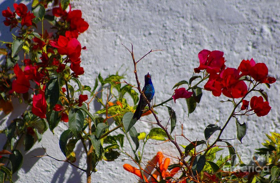 Blue Hummingbird Photograph by John  Kolenberg