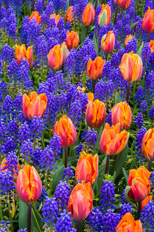 Blue Hyacinth and Tulips Photograph by Roger Mullenhour