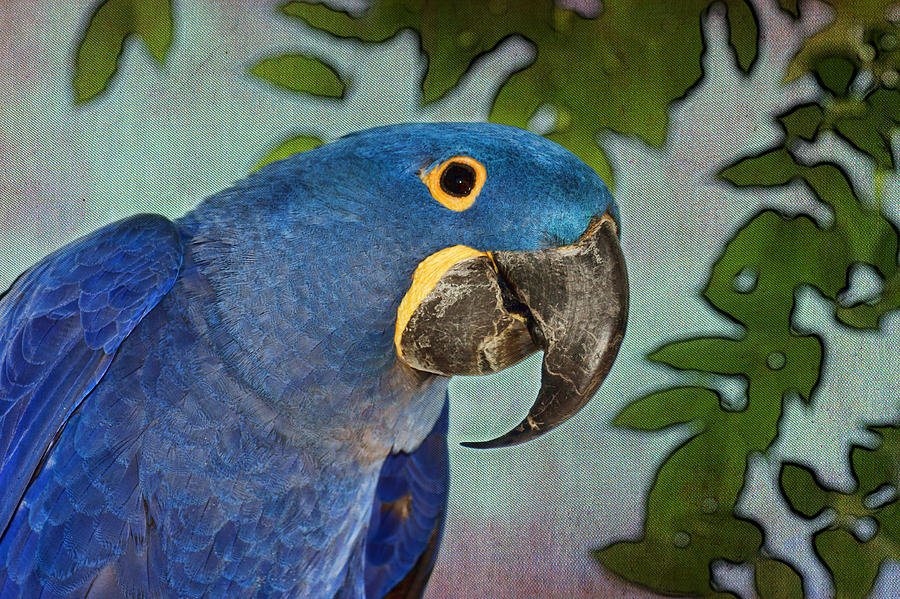 Bird Photograph - Blue Hyacinth Tapestry - Macaw by Nikolyn McDonald