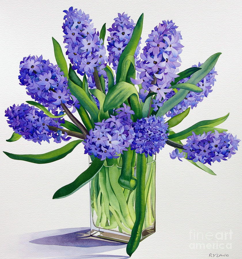 Flower Painting - Blue Hyacinths by Christopher Ryland