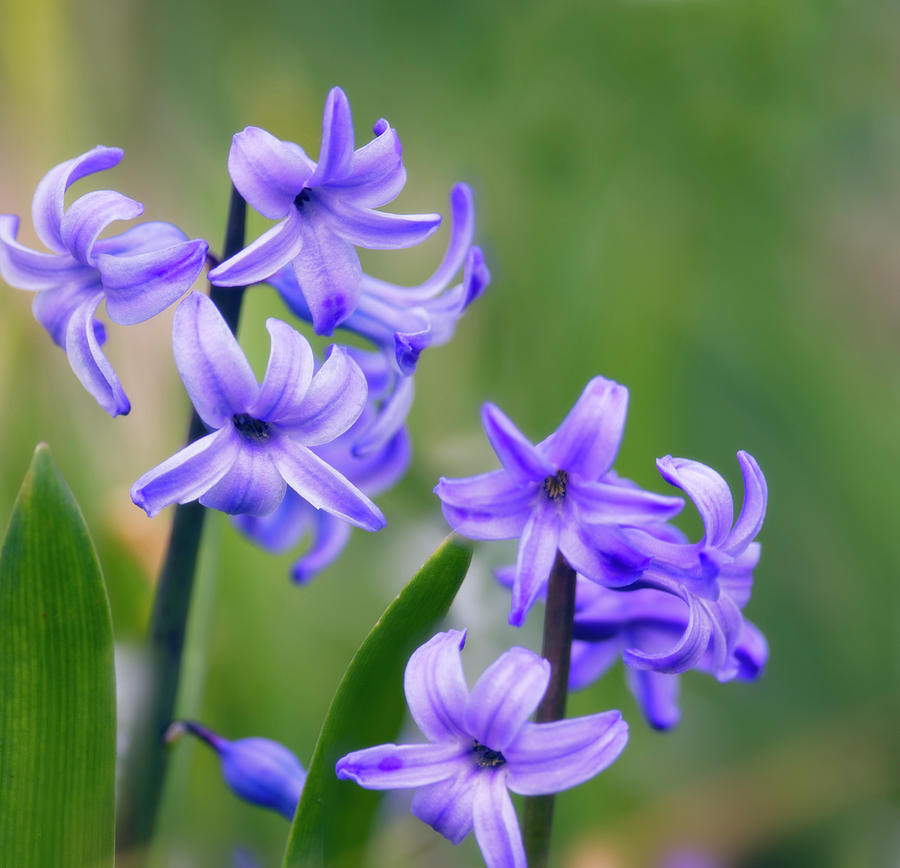 Blue Hyacinths (hyacinthus Orientalis) by Maria Mosolova/science Photo ...