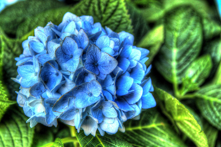 Blue Hydrangea 2 Photograph