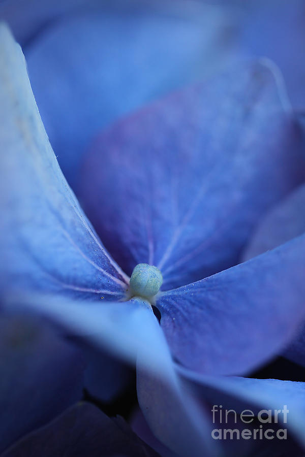 Blue Hydrangea 2 Photograph by Morgan Wright