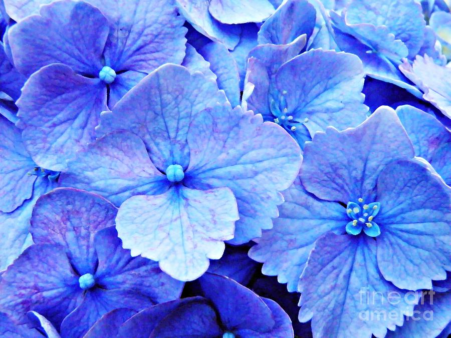 Blue Hydrangea 3 Photograph by Sarah Loft