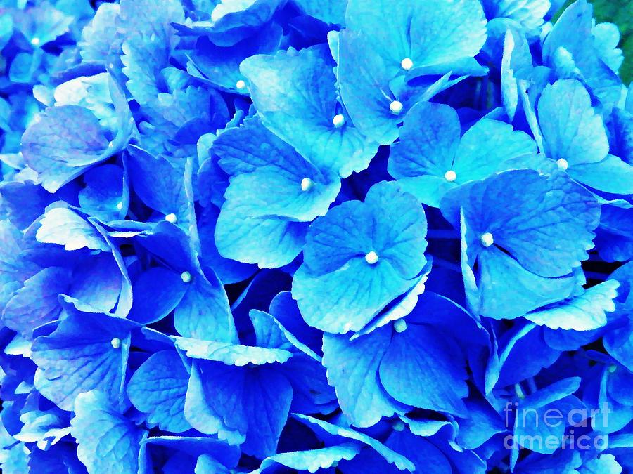 Blue Hydrangea 4 Photograph by Sarah Loft