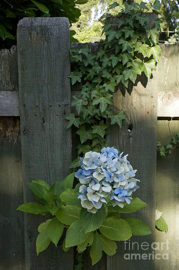 Blue Hydrangea and Ivy Photograph by John  Mitchell
