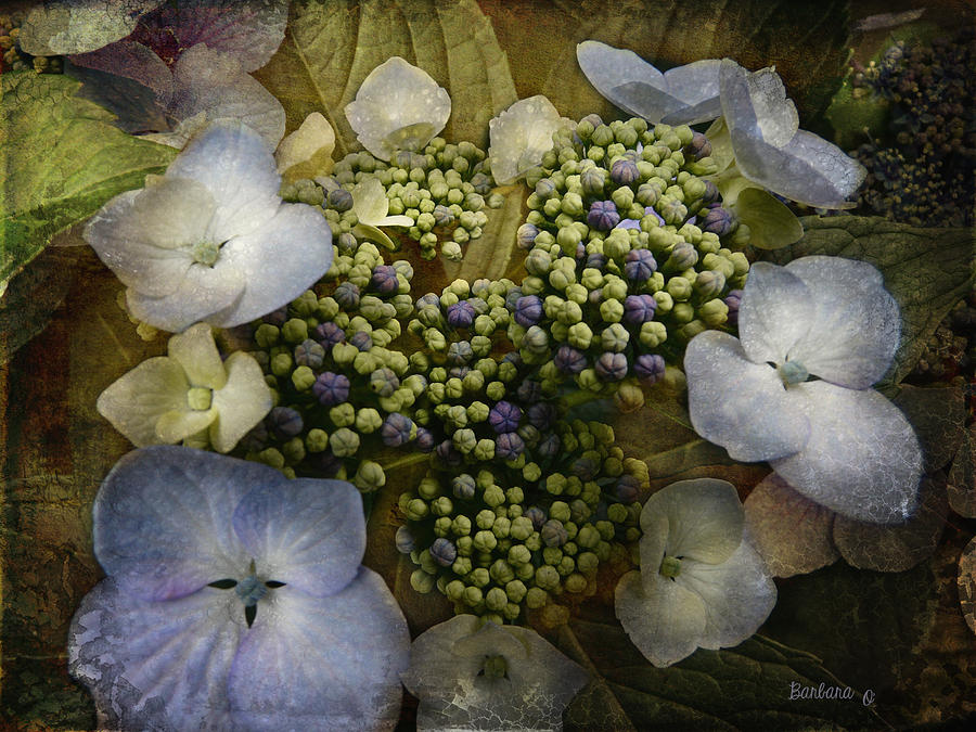 Blue Hydrangea Photograph by Barbara Orenya