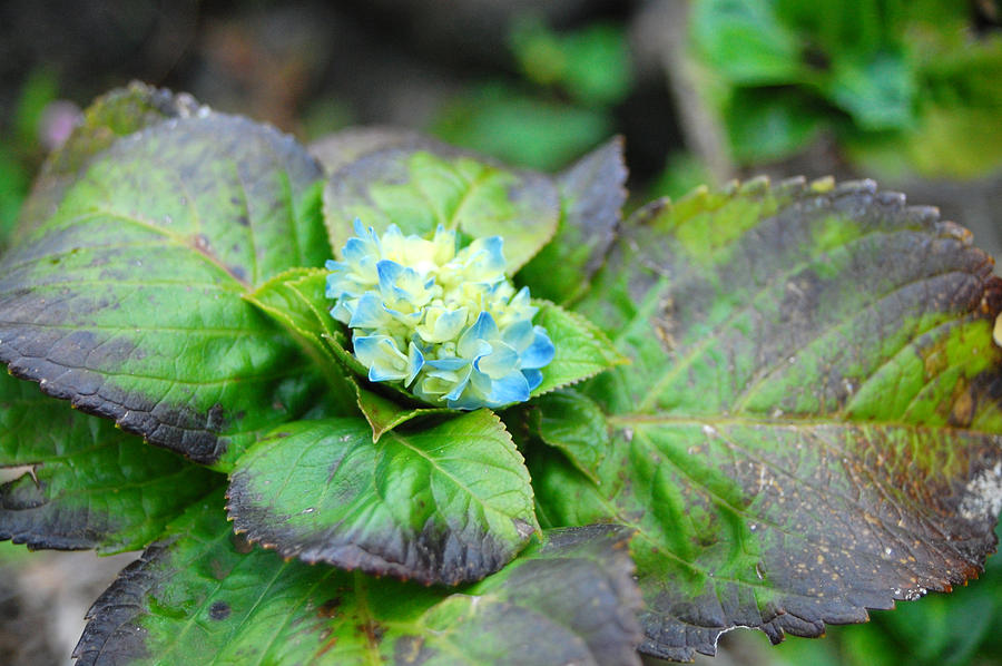 Blue Hydrangea Buds Photograph by Amy Fose