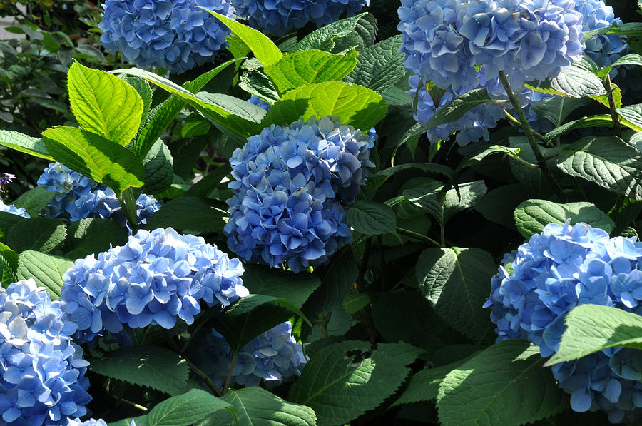 Blue Hydrangea Photograph by Diane Lent