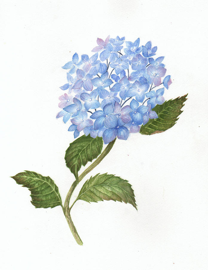 Blue Hydrangea Painting by Elaine F Thompson