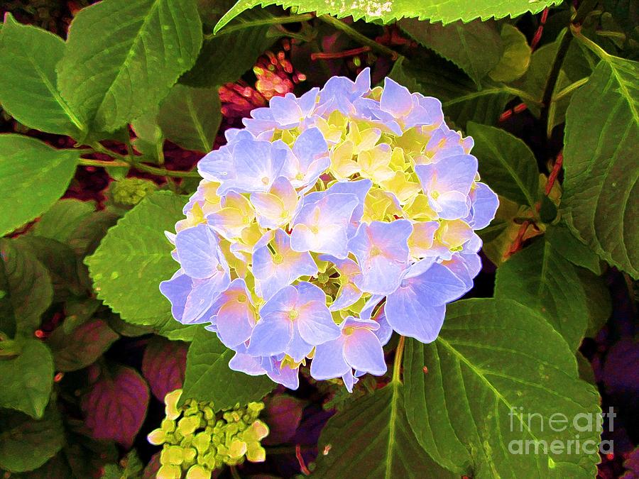 Blue Hydrangea - Floral Photograph by Susan Carella