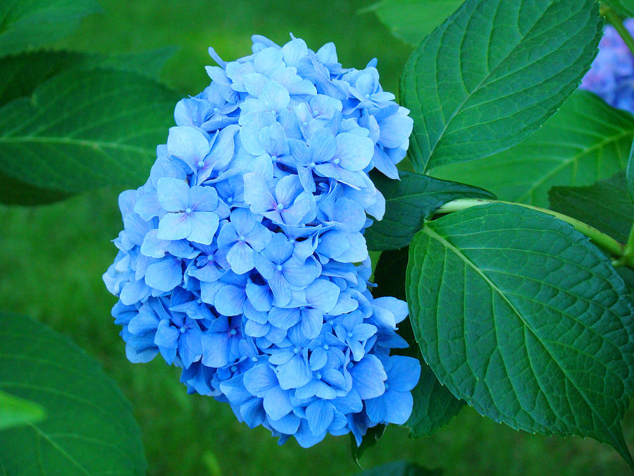 Details about   Original PHOTOGRAPH of a beautiful BLUE HYDRANGEA in Bloom Floral Print 