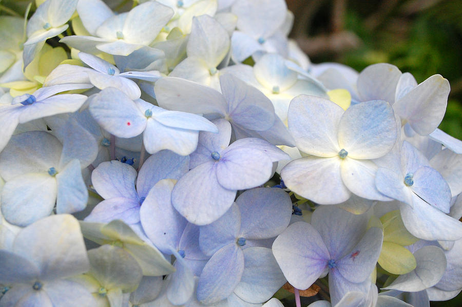 Blue Hydrangea Flowers Photograph by Amy Fose