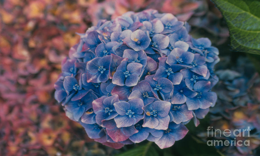 Blue Hydrangea Photograph by Heather Kirk