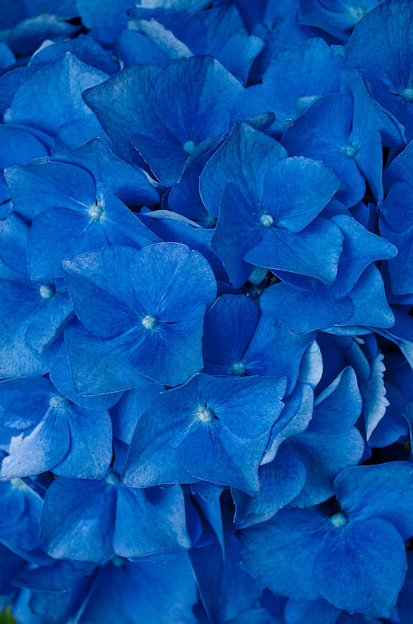 Blue Hydrangea II Photograph by Tikvahs Hope