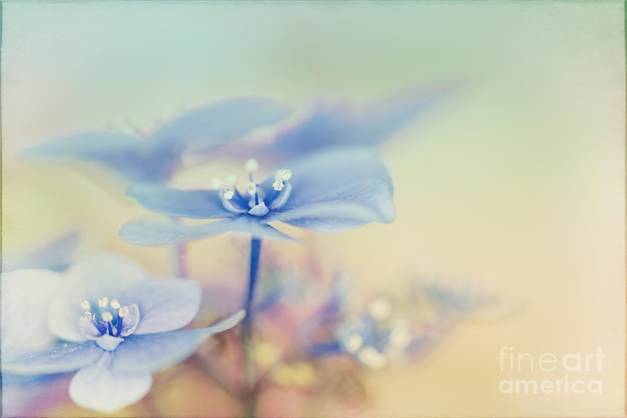Spring Photograph - Blue Hydrangea In Garden Window by Susan Gary