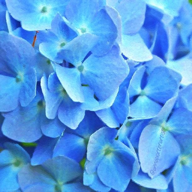Flower Photograph - Blue Hydrangea In My Garden For The by Anna Porter