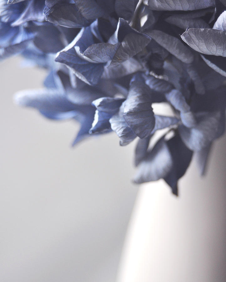 Blue Hydrangea in White Photograph by Claire Carpenter - Fine Art America