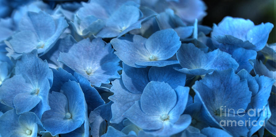 Blue Photograph - Blue Hydrangea  by Jacklyn Duryea Fraizer